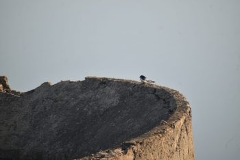 * Bird census conducted under Asian Water Birds Census 2022 in Lalmatia Dam