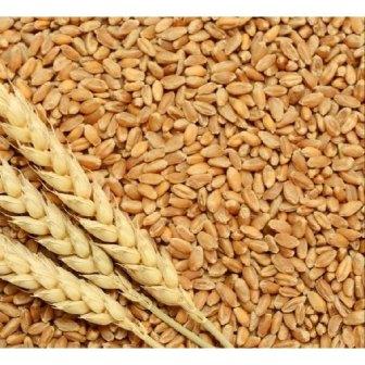 Wheat became a headache, the reason is that the production of wheat has suddenly decreased