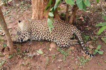 After the information about the presence of leopard, the staff of the forest department became alert