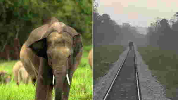 Train driver saved elephants life by applying emergency brake