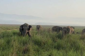 90 minutes atop a tree, Kerala youth saves himself from wild elephants