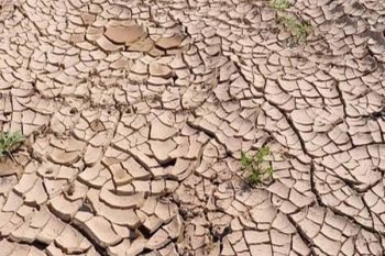 Drought-like condition due to less rain in Basti