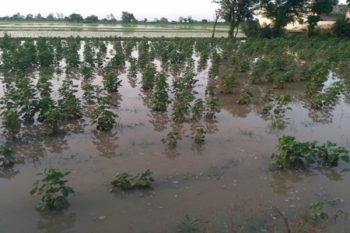 Heavy rains wreak havoc in Tamil Nadu, cotton and maize cultivation destroyed