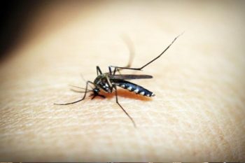 Number of dengue patients increased in Bihar