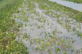 Poonia demanded compensation amount to farmers for crop loss due to rain