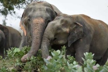 2 elephants found dead in Odisha forest