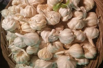 Farmers upset due to steep fall in prices, distributing garlic free among the poor