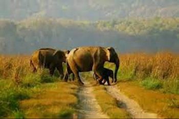 Four elephants will come from Karnataka to UP's Pilibhit Tiger Reserve