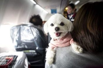 Now passengers will be able to travel in this airline with pets