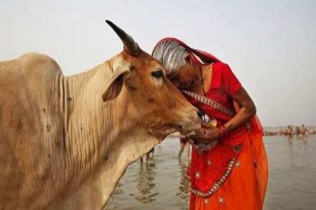 Petition to declare cow as national animal dismissed