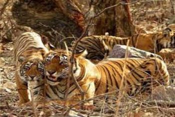 Teenager dies in tiger attack in West Champaran