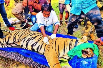 Tiger brought from Ranthambore in Sariska shifted to enclosure