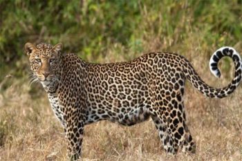 Mother snatched her son from Kaal's cheek, saved child's life by fighting with leopard