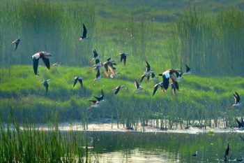 The spectacles of migratory birds seen in the reservoirs