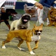 Registration of pet dogs will be mandatory in UP