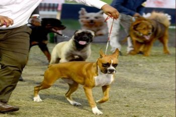 Registration of pet dogs will be mandatory in UP