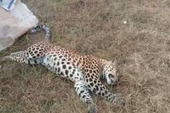 Sick female leopard dies in Lucknow zoo