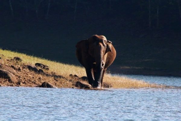 Wildlife lovers in Karnataka worried over death of wild elephant during capture