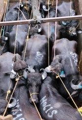 BSF rescues 40 cattle in Meghalaya, 3 smugglers arrested