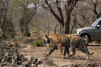 Kota's Abheda Biological Park, Mukundra Tiger Reserve warned to close