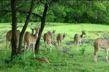 Wildlife University will be established in Bareilly