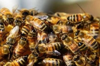 Nearly half a dozen foreign tourists injured in bee attack