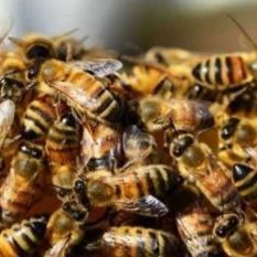 One killed, five injured in bee attack in UP