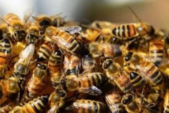 One killed, five injured in bee attack in UP