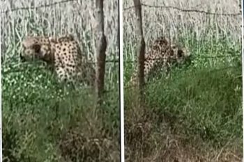 Cheetah escaped from Kuno Park and entered the field