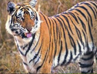 NTCA is also praising MP after getting the report of tiger count