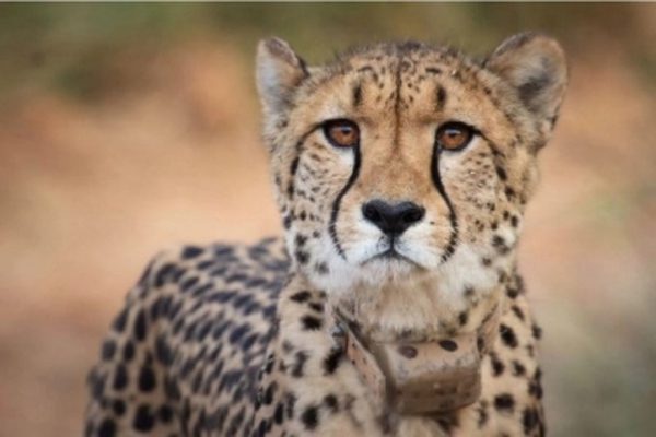 Namibia's male cheetah Oban again left Kuno, seen in the forest 15 km away