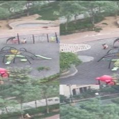 Stray dogs attacked Noida's posh society, woman ran away to save her life