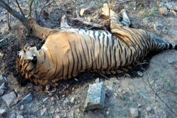 Tiger dies under mysterious circumstances in UP