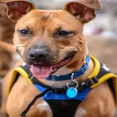 Two minor brothers bled in Pitbull attack