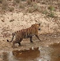 Birth of two tiger cubs in Panna Tiger Reserve
