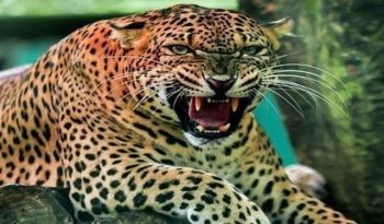 Old woman killed in leopard attack in Gujarat's Dahod