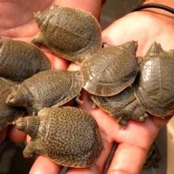 108 Indian turtles rescued, smuggler arrested
