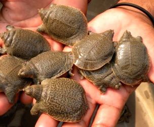 108 Indian turtles rescued, smuggler arrested