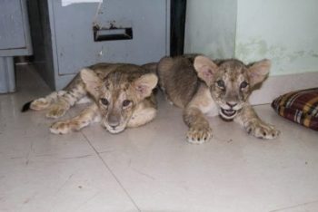 3 out of 5 lion cubs died in Etawah Lion Safari