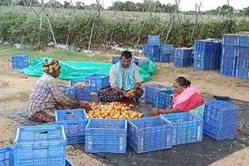 Andhra Pradesh farmer earns Rs 4 crore in 45 days by selling tomatoes