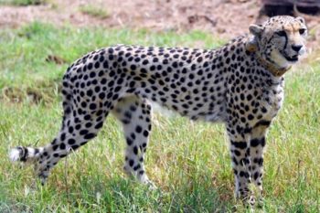 Another cheetah died in Kuno National Park, 8th in 4 months