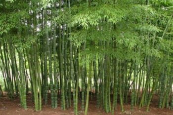 Bamboo is becoming a source of prosperity for farmers and artisans