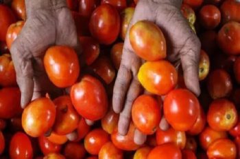 Daughter brought a suitcase full of tomatoes, not gold and silver for her mother from Dubai