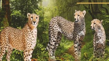 Now cheetahs will be able to live in the forest outside Kuno