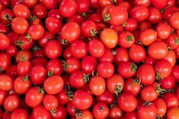 Thieves stole tomatoes worth lakhs of rupees from the fields, not gold and silver