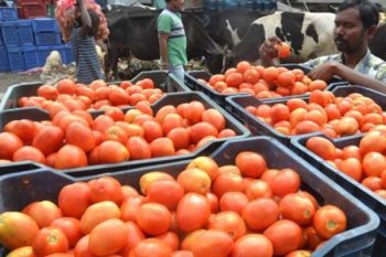 Tomato turns red again after rain, price of Rs 200 per kg in wholesale market