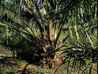 Centre's oil palm expansion plan will harm Northeast MPs' letter to PM