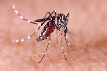 Increasing risk of dengue, number of patients reached 141