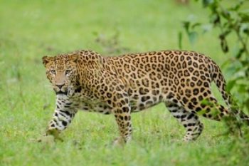 Leopard attacks bike rider in Karnataka's Vijayanagar