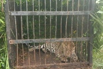 Leopard that killed girl near Tirumala temple caught